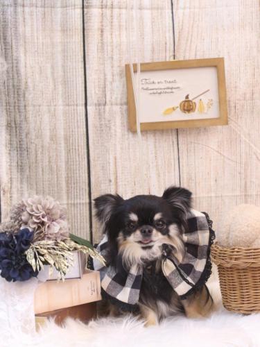 20241019プリンちゃん